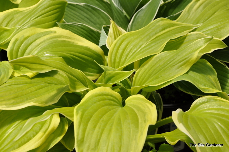 Hosta 'Fragrant Bouquet' - The Site Gardener