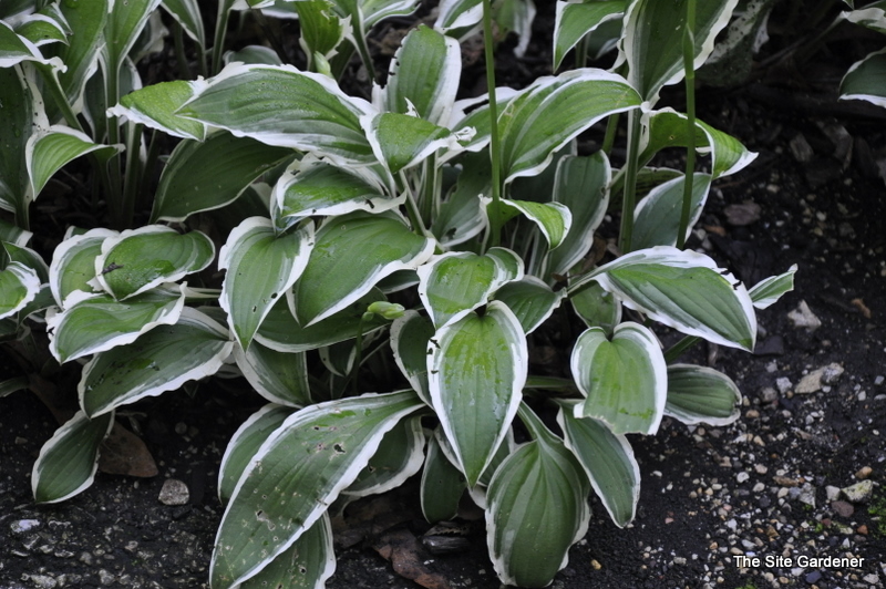 Hosta 'Ginko Craig' - The Site Gardener