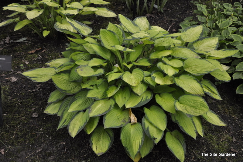 Hosta 'Gold Standard' — photo 1