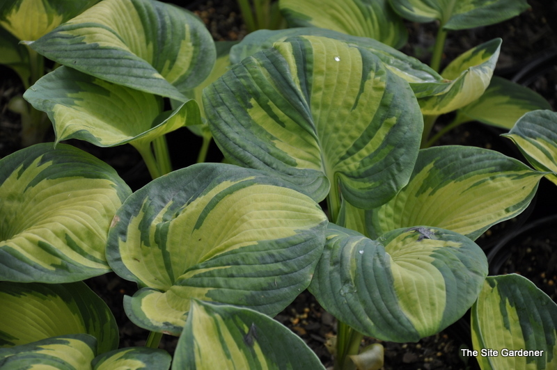 Hosta 'Great Expectations' — photo 1