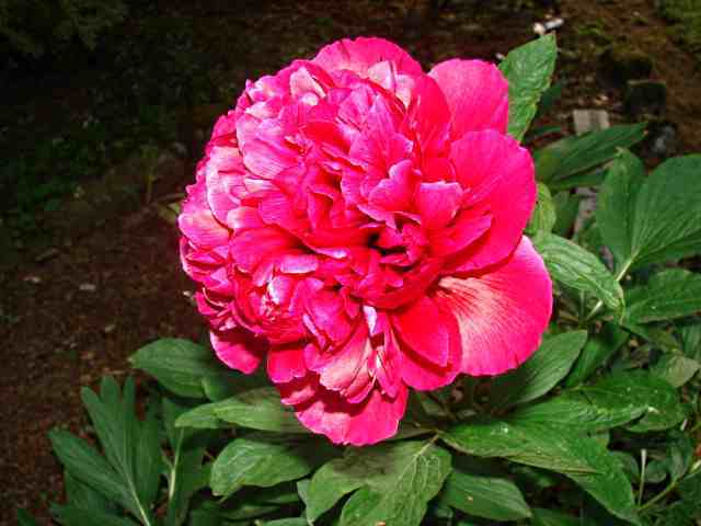 Paeonia Peony 'Felix Crouse'