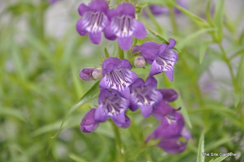 Penstemon 'Pikes Peak Purple'