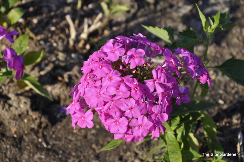 Phlox Paniculata 'Pink Flame' 11804