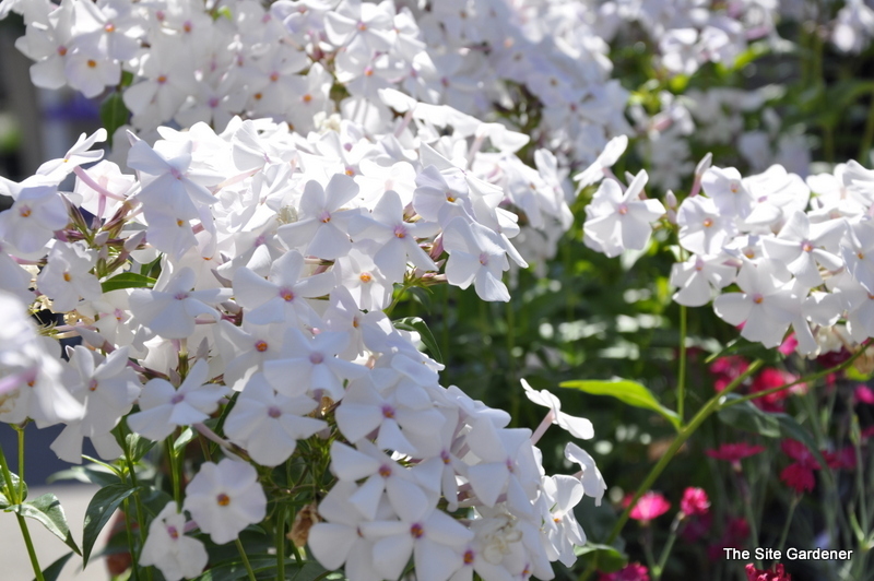 Phlox 'Minnie Pearl'