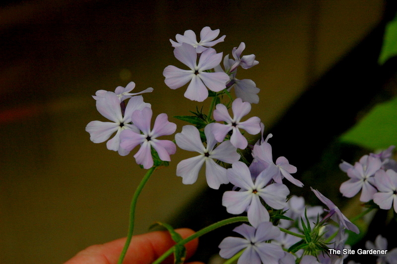 Phlox Divaricata 'London Grove Blue'