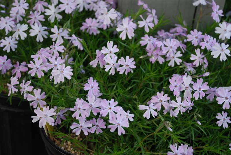 Phlox Divaricata 'Manita'