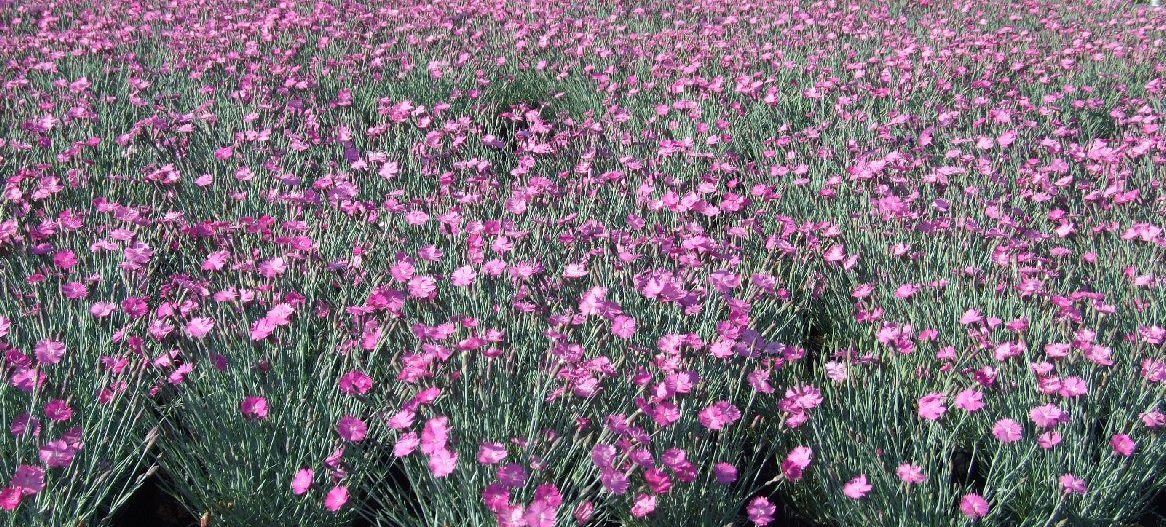 Dianthus Gratianopolitanus 'Fire Witch'