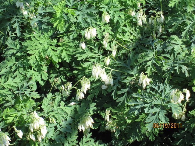 Dicentra 'Aurora — photo 1