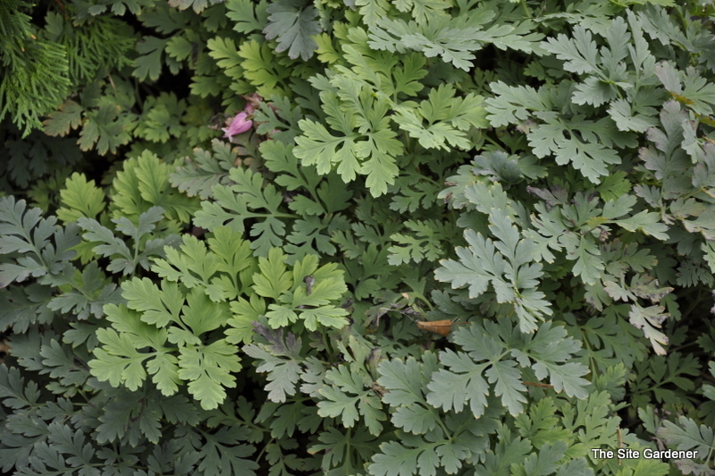 Dicentra 'Luxuriant' — photo 1