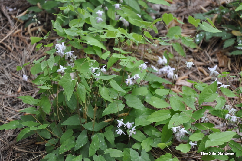 Epimedium Rubrum