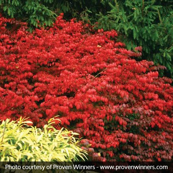 Euonymus Alatus Fireball
