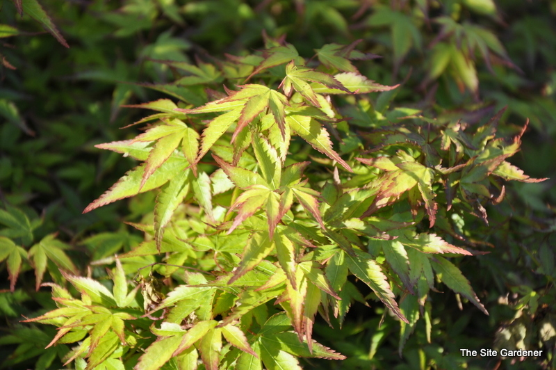 Acer pal. 'Murasaki kiyohime' — photo 1