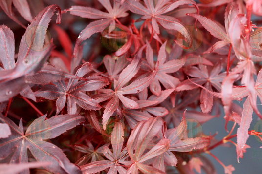 Acer palmatum 'Hime shojo' — photo 1