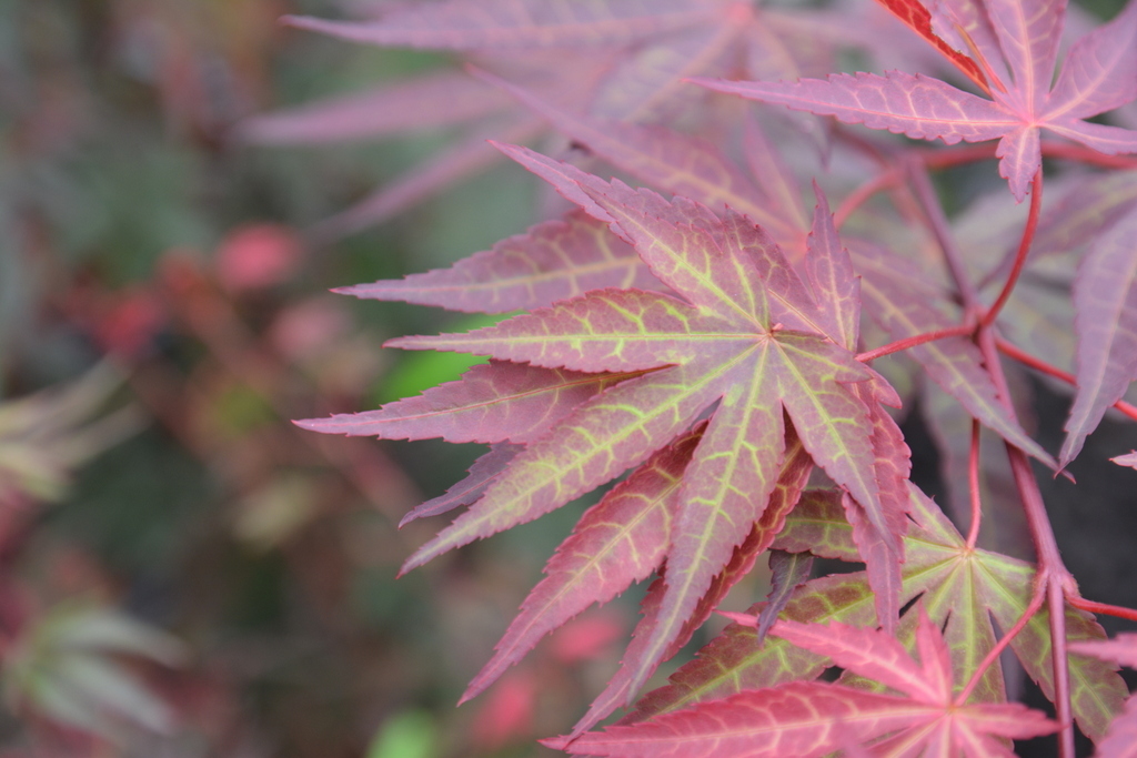 Acer shirasawanum 'Jordan' — photo 1