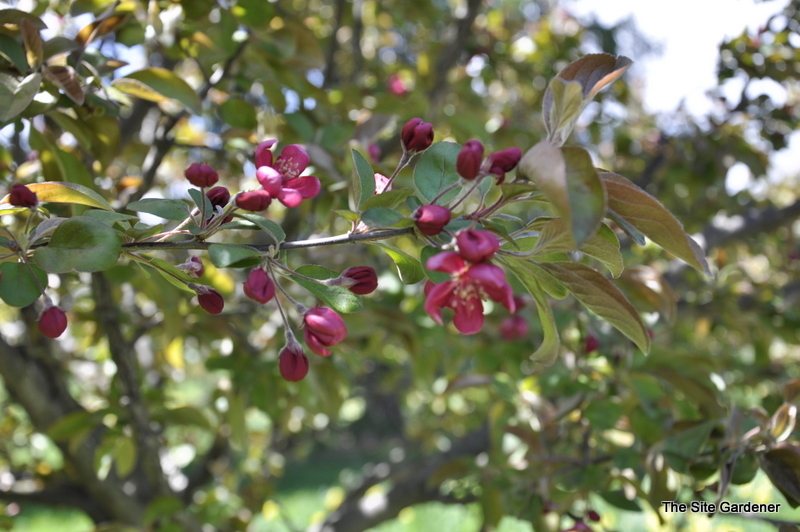 Malus sargentii - The Site Gardener