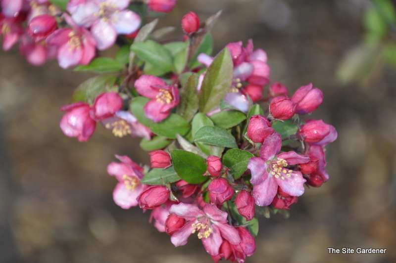 Malus sargentii Candy Mint