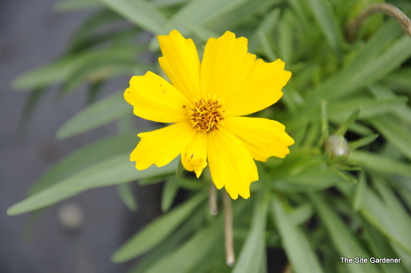 Coreopsis Flying Saucer — photo 1