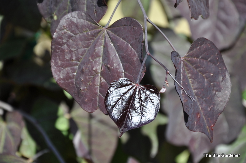 Cercis Ruby Falls — photo 1
