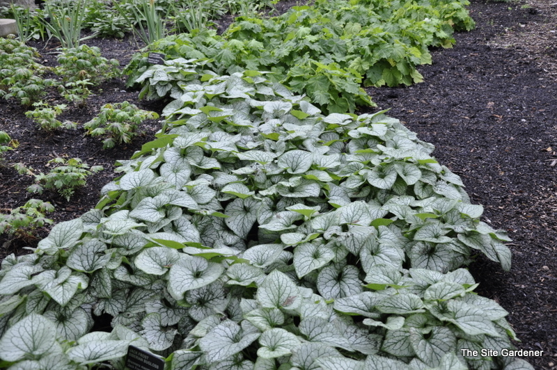 Brunnera Macrophylla