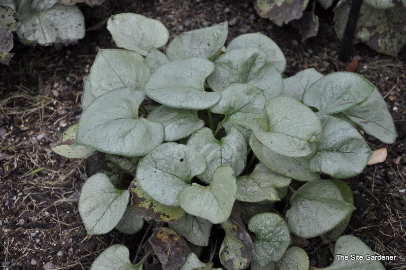 Brunnera Macrophylla 'Variegata' Looking Glass — photo 1