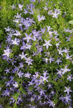 Campanula Poscharskyana 'Blue Waterfall' PPAF — photo 1