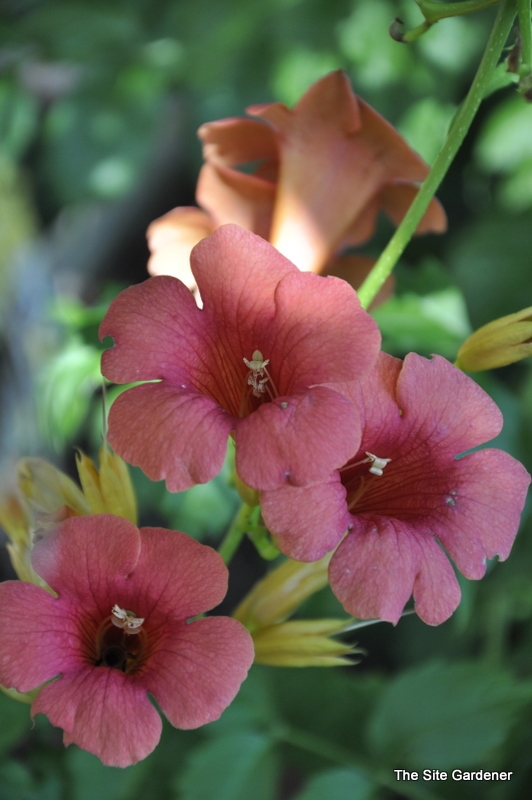 Campsis Radicans