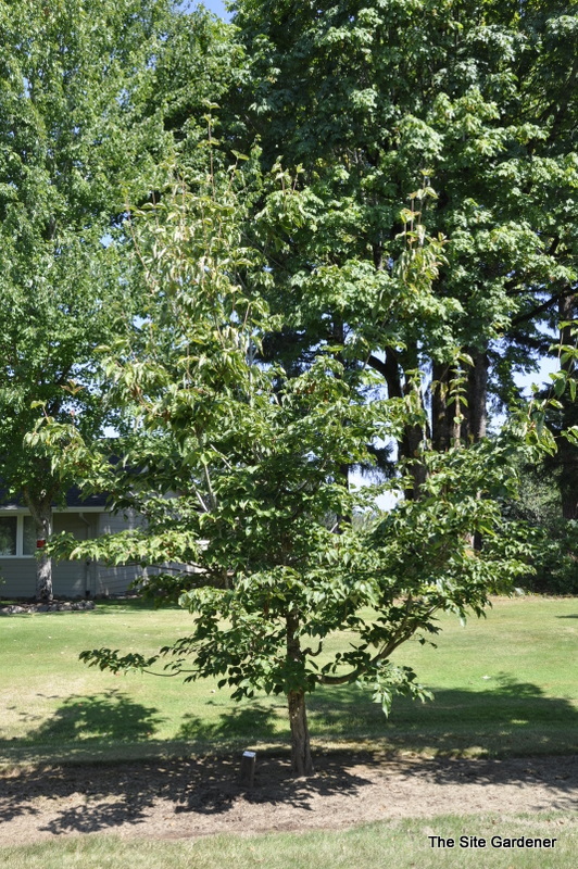 Cornus Kousa Venus — photo 1