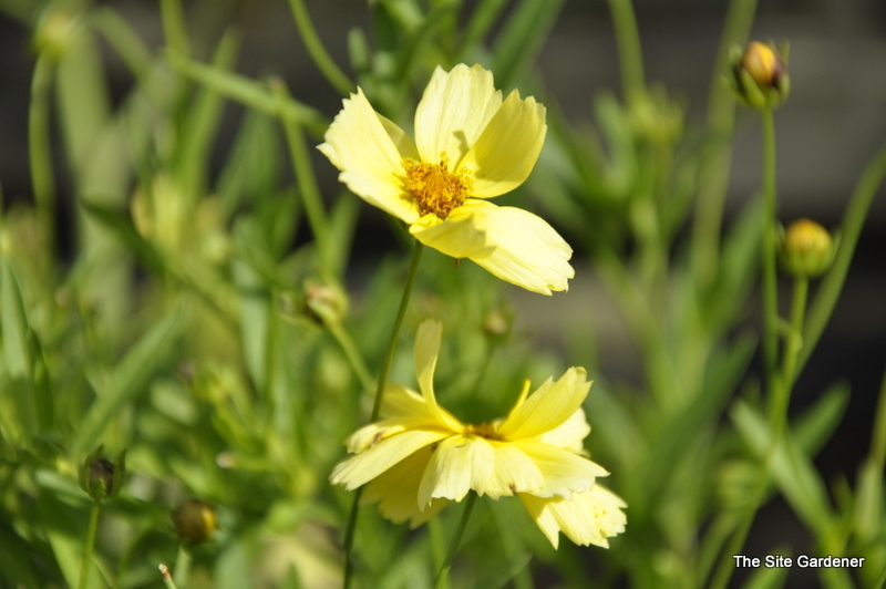 Coreopsis 'Galaxy' PPAF — photo 1