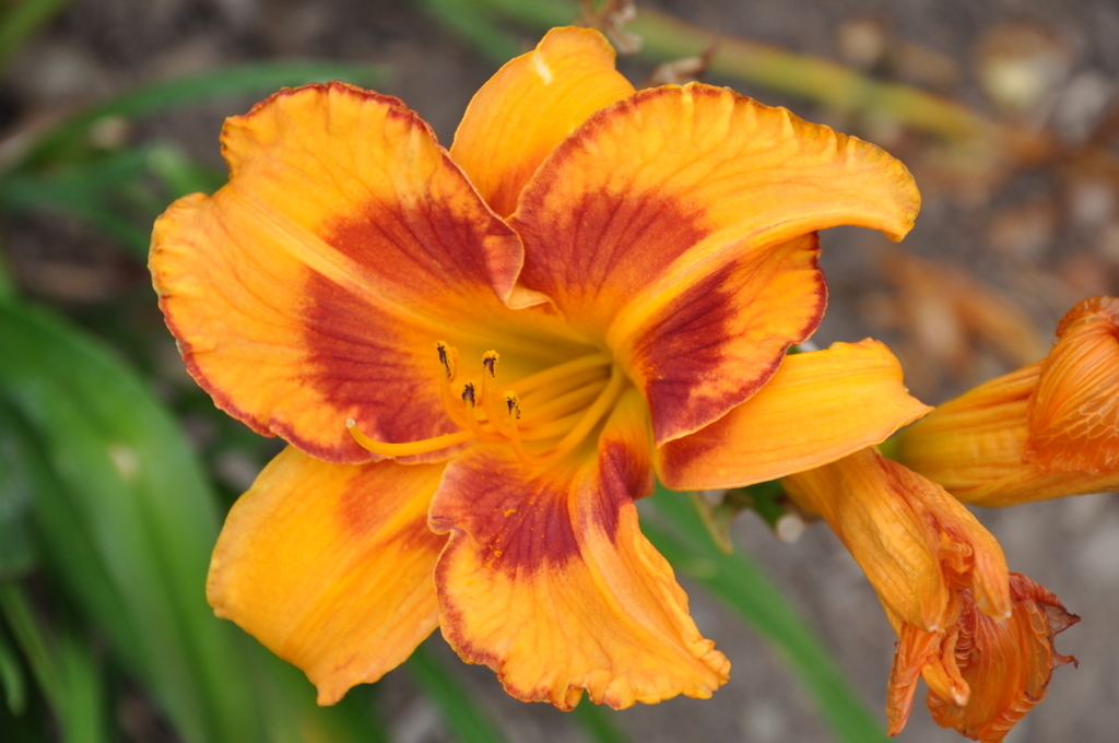 Hemerocallis Daylily All Fired Up — photo 1