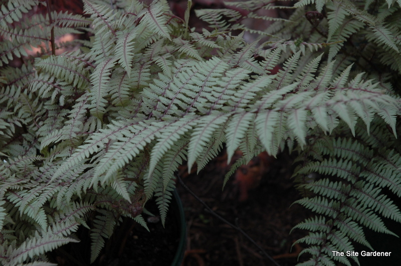 Fern, Athyrium 'Ghost' — photo 1
