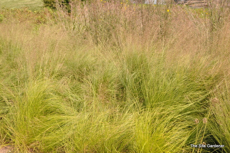Grass, Sporobolos Heterolepsis (Prairie Drop Seed)