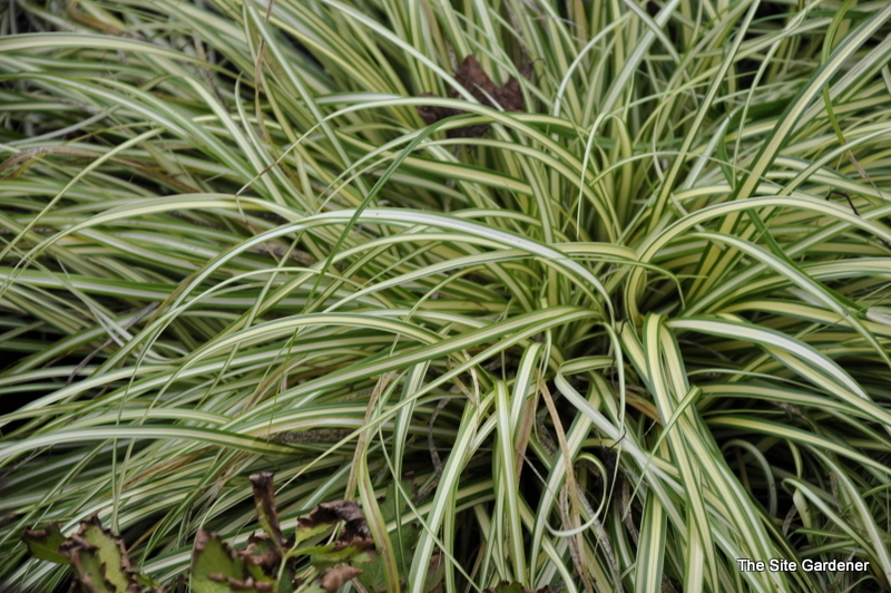 Carex Ornithipoda 'Variegata' — photo 1