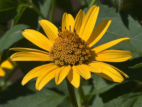 Heliopsis Helianthoides 'Summer Nights' — photo 1