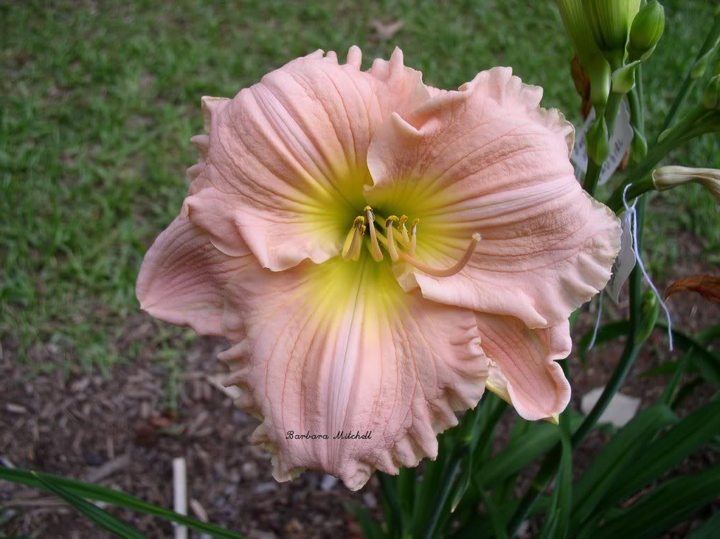 Hemerocallis 'Barbara Mitchell' — photo 1