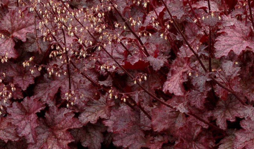 Heuchera 'Amethyst Mist' — photo 1