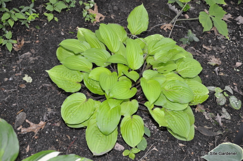 Hosta 'Fire Island' — photo 1