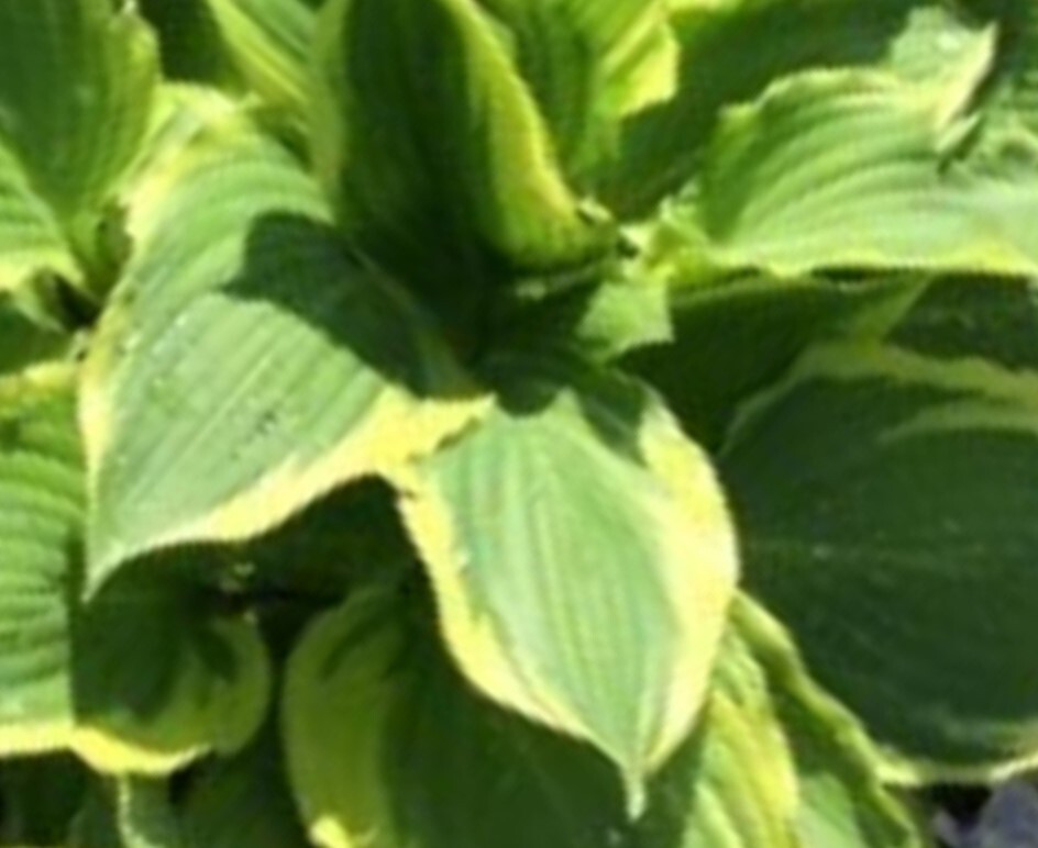 Hosta 'Lakeside Kaleidoscope' — photo 1