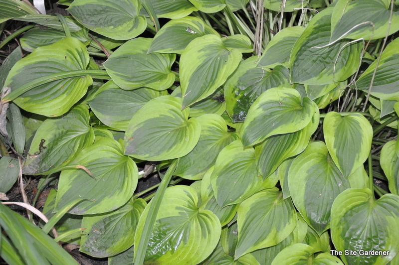 Hosta 'Parky's Prize' — photo 1