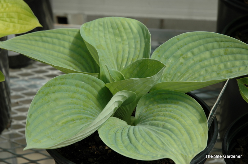 Hosta 'Love Pat' (tokudama 'Love Pat — photo 1