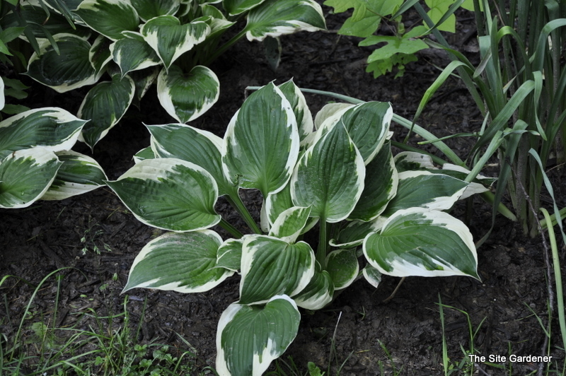 Hosta 'Patriot' — photo 1