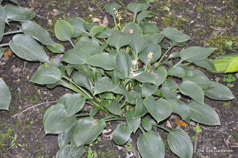 Hosta 'Pearl Lake' — photo 1