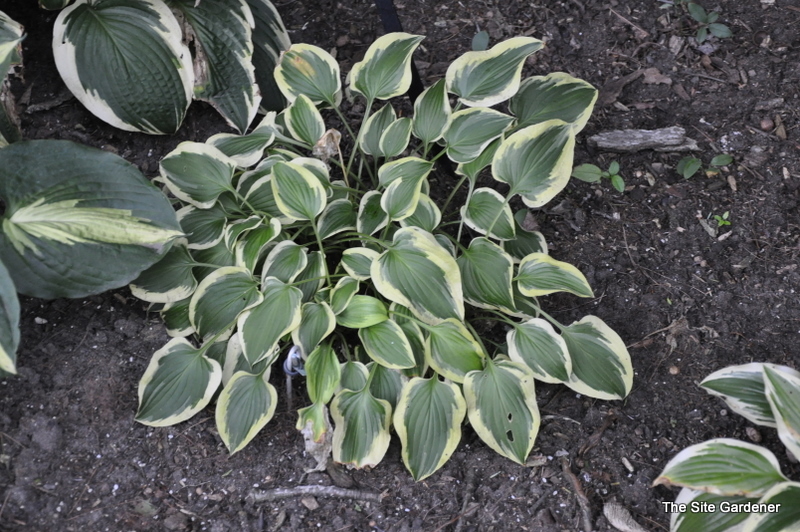 Hosta 'Pilgrim' — photo 1