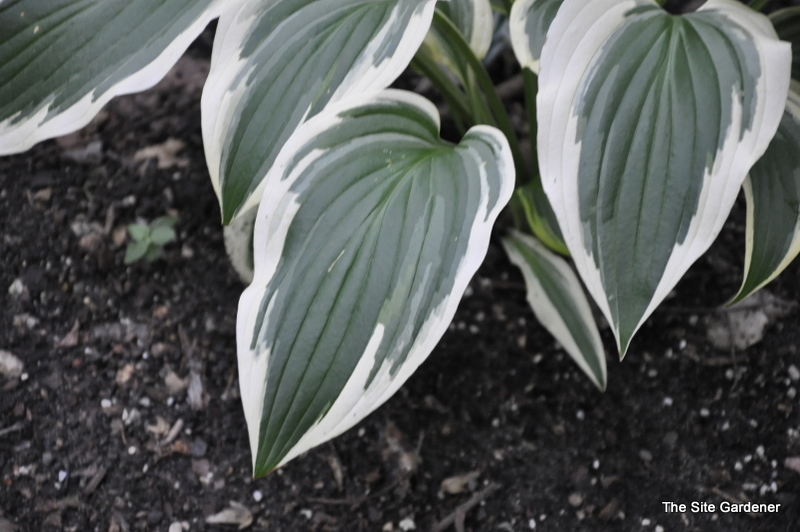 Hosta 'Fantabulous' — photo 1