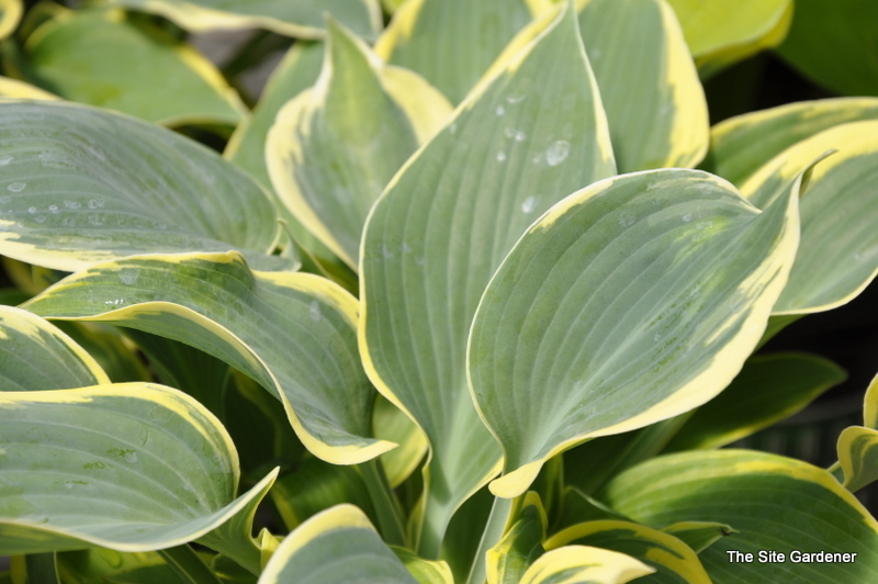 Hosta 'First Frost' — photo 1