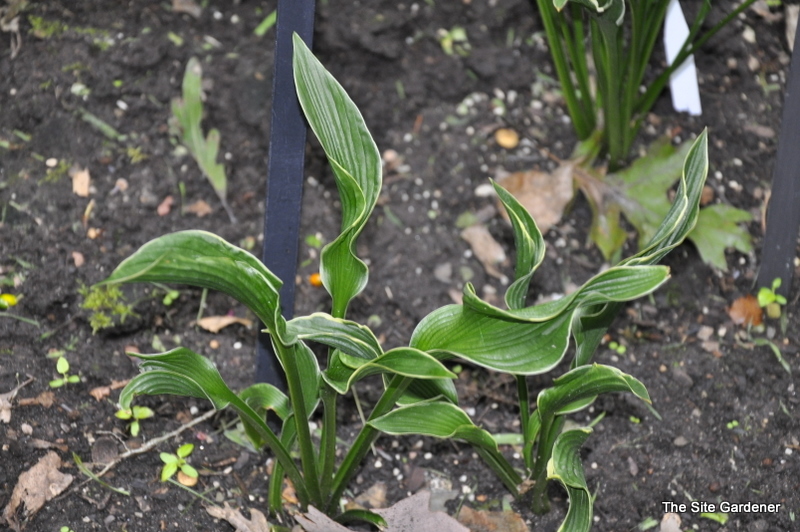Hosta 'Praying Hands' — photo 1