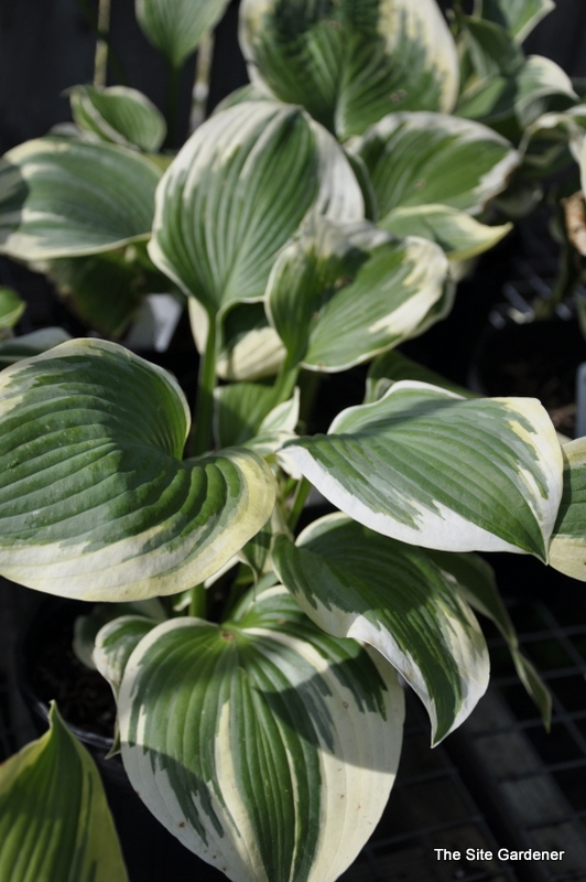 Hosta 'Robert Frost' — photo 1