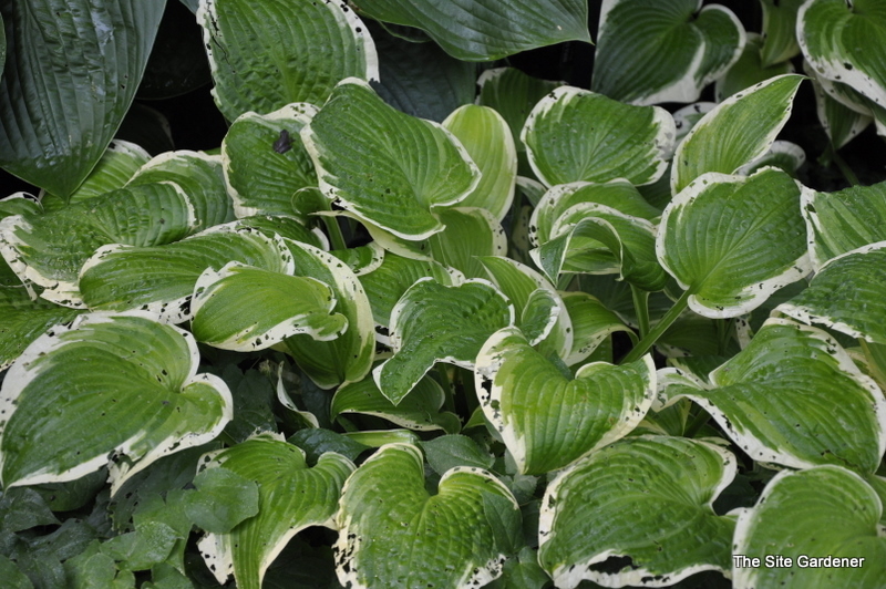 Hosta 'Shade Fanfare' — photo 1