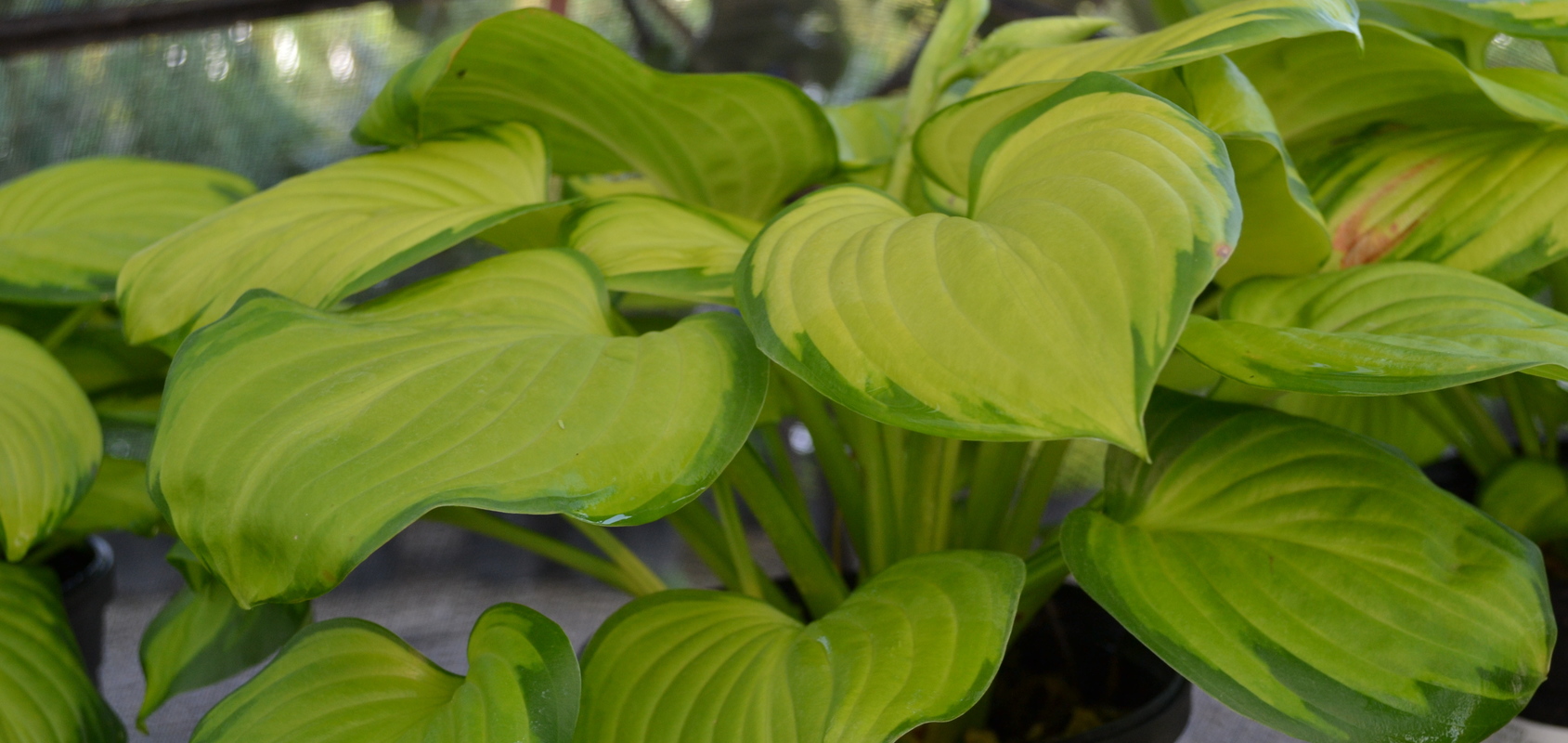 Hosta 'Stained Glass' - The Site Gardener