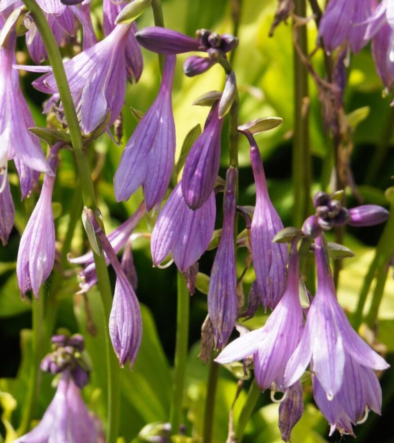 Hosta 'Stiletto' — photo 1
