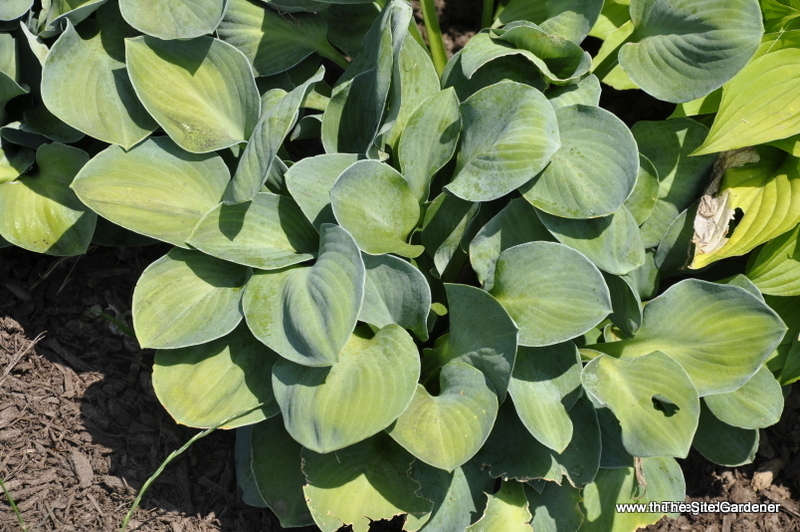 Hosta 'Blue Mouse Ears' — photo 1